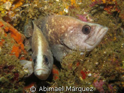 Pair of Greater Soapfish by Abimael Márquez 
